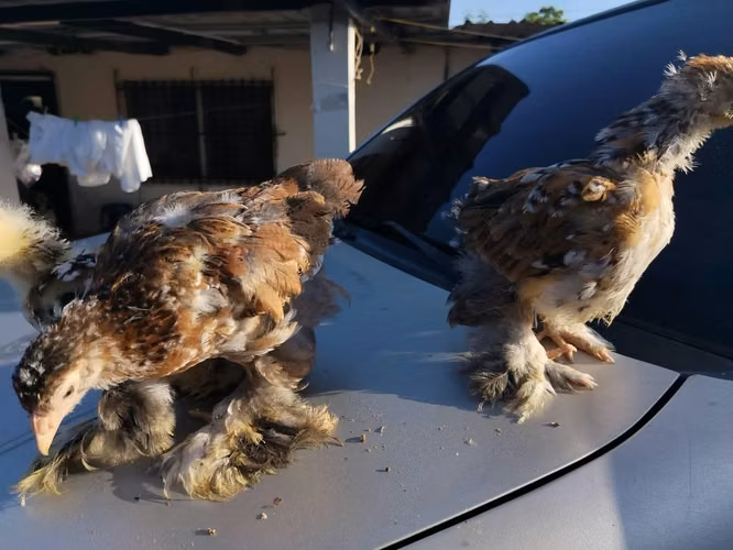 Pollo Brahma