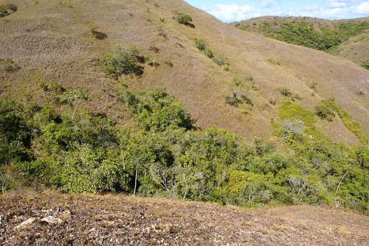 Venta de Finca en Toza de Natá, 19.5 hectáreas