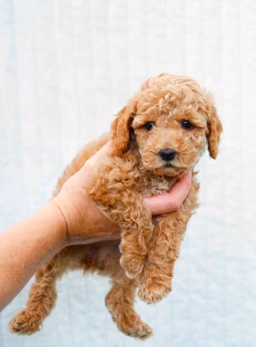 Poodle mini macho