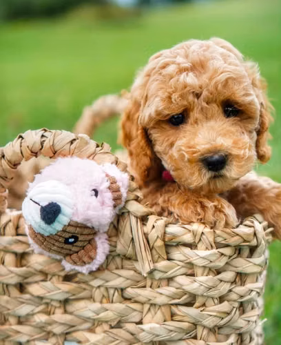 Poodle mini macho