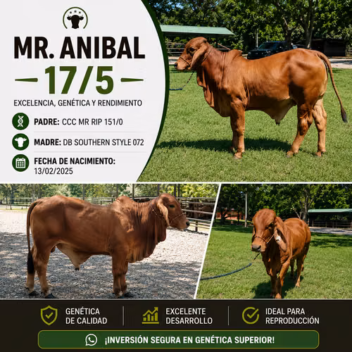 MR. ANIBAL 17/5 | Disponible para la Venta