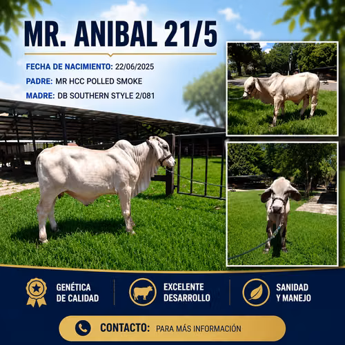 MR. ANIBAL 21/5 – Excelente Genética | Disponible para la Venta