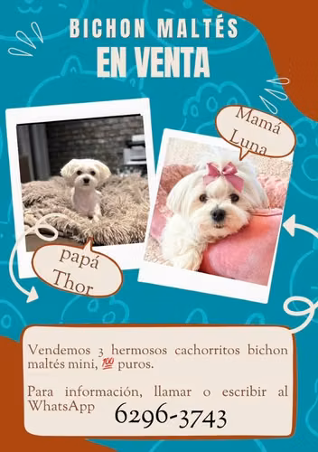 Hermosos Mini Bichon Maltés  puros 100%