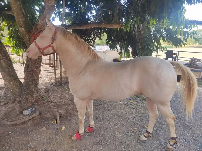 Se vende caballo Palomino Albino