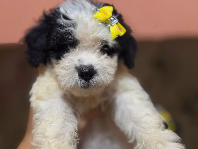 Negociable hembras maltes poodle con su tarjeta de vacuna