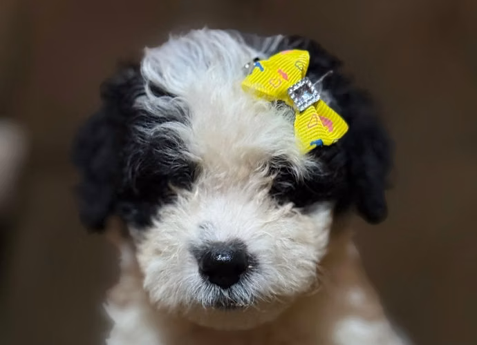 Negociable hembras maltes poodle con su tarjeta de vacuna