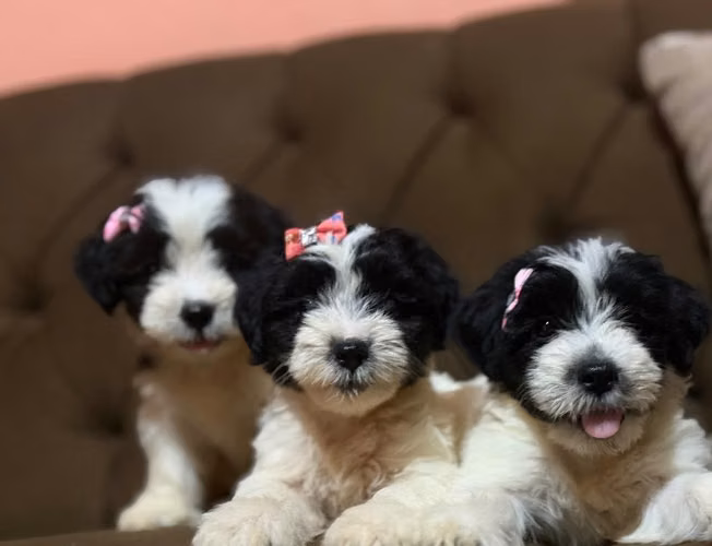 hembras maltes poodle con su tarjeta