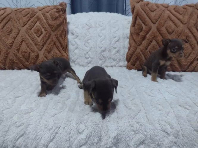 Cachorros Doberman Pinscher  pequeños color chocolate
