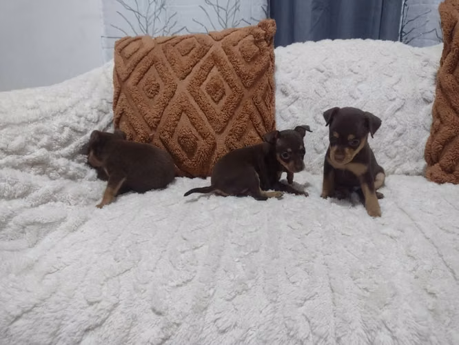 Cachorros Doberman Pinscher  pequeños color chocolate