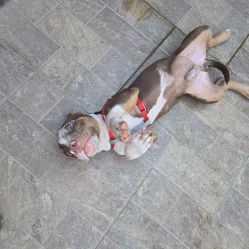 American bully 5 meses - Imagen 2