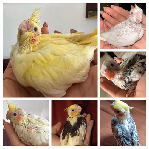 Aves (Cacatuas, pericos, rosellas, loro) LEER