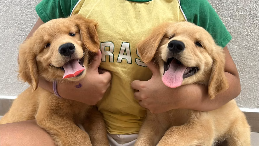 GOLDEN RETRIEVER