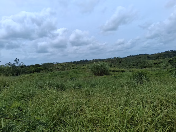SE VENDE FINCA AGROPECUARIA EN LA COLORADA, PANAMÁ OESTE.