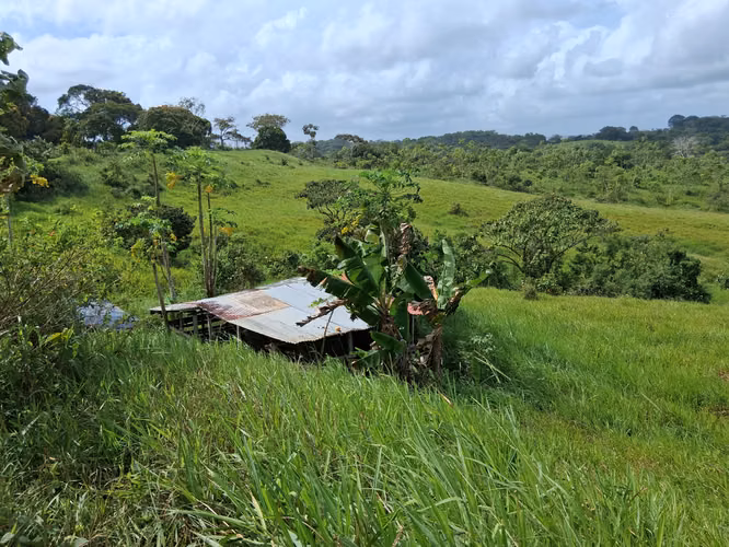 SE VENDE FINCA AGROPECUARIA EN COLORADA, PANAMÁ OESTE.