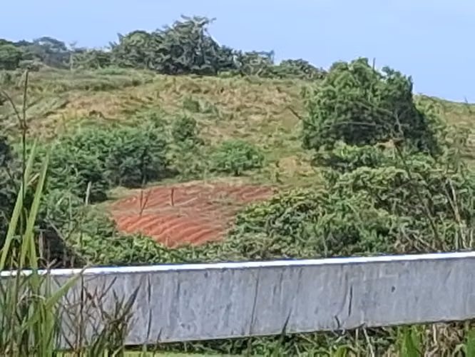 SE VENDE FINCA AGROPECUARIA EN COLORADA, PANAMÁ OESTE.