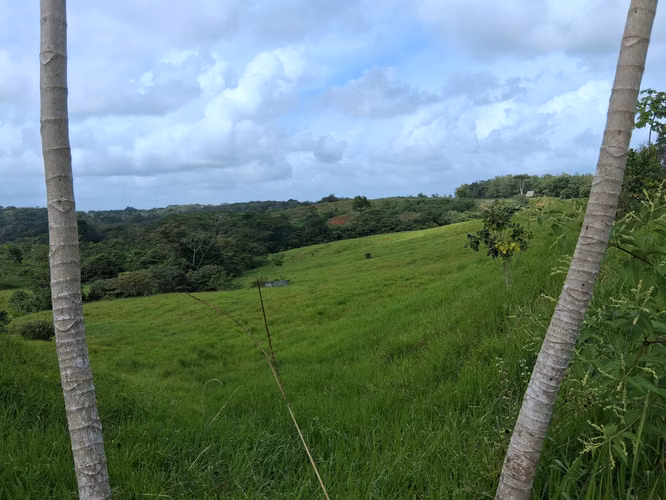SE VENDE FINCA AGROPECUARIA EN COLORADA, PANAMÁ OESTE.