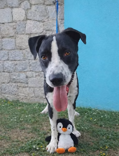 Se REGALA perro criollo macho