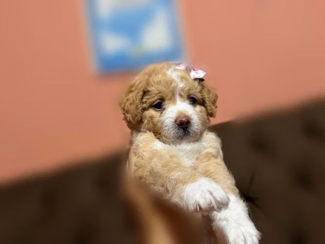 Hermosas hembritas doodle standard apricot - Imagen 2