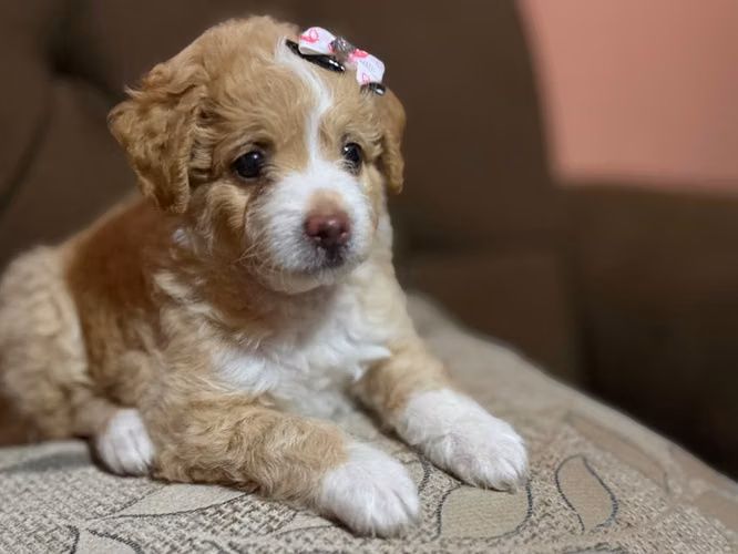 Hermosas hembritas doodle standard apricot - Imagen 3