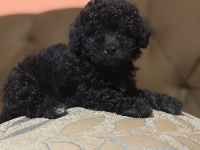 Hermoso machito french poodle mini con su tarjeta - Imagen 6