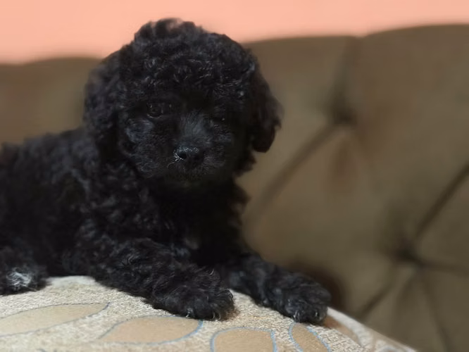 Hermoso machito french poodle mini con su tarjeta - Imagen 4