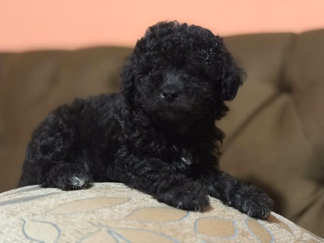 Hermoso machito french poodle mini con su tarjeta - Imagen 5