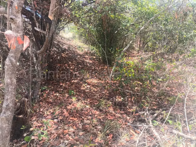 VENTA DE TERRENO EN CHORRERA ABS