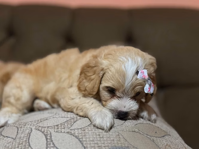 Hermosa hembra maltes poodle con su tarjeta - Imagen 6
