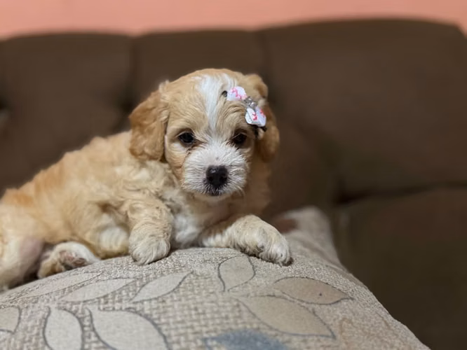 Hermosa hembra maltes poodle con su tarjeta - Imagen 4