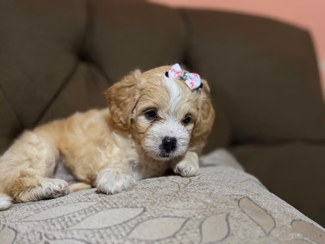 Hermosa hembra maltes poodle con su tarjeta - Imagen 5