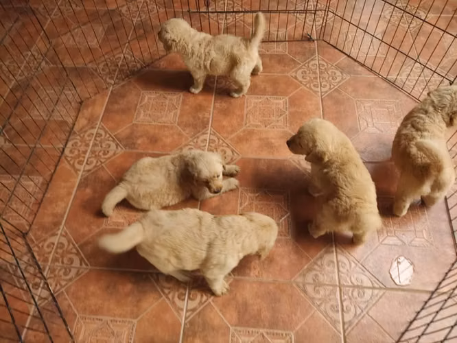 Cachorros golden retriever en Panamá