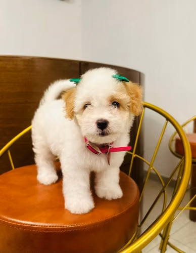 French poodle - Imagen 3