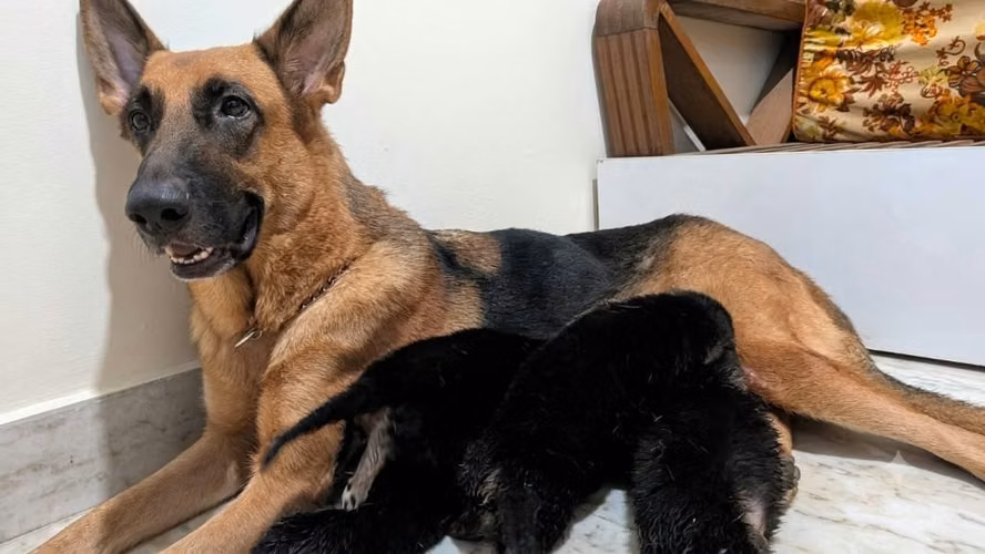 Cachorros Pastor Alemán