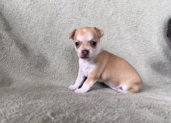 Chihuahua hembra en venta