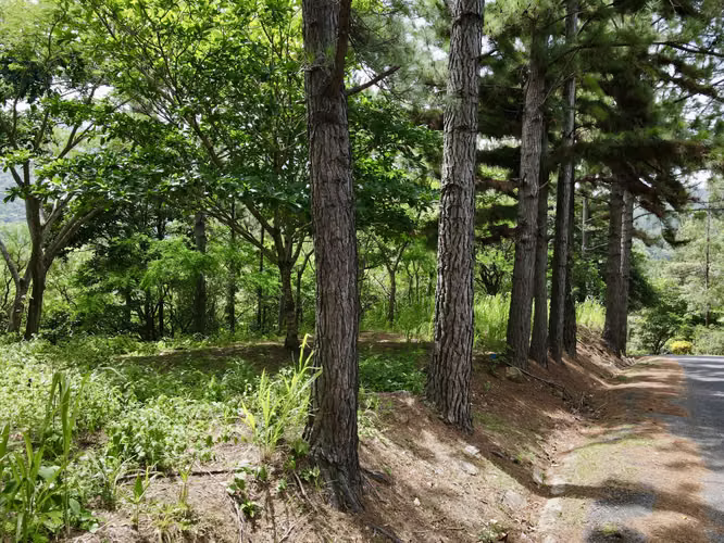 Lote de Montaña Económico en Venta en Altos del María