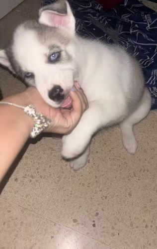 Se venden hermosos husky siberiano