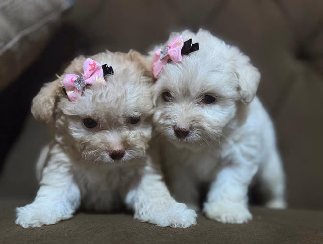 Bellas hembras maltipoo mini con su tarjeta