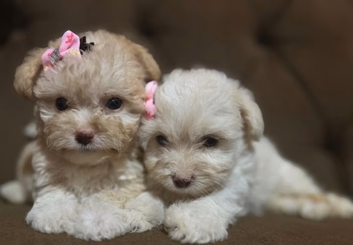 Bellas hembras maltipoo mini con su tarjeta