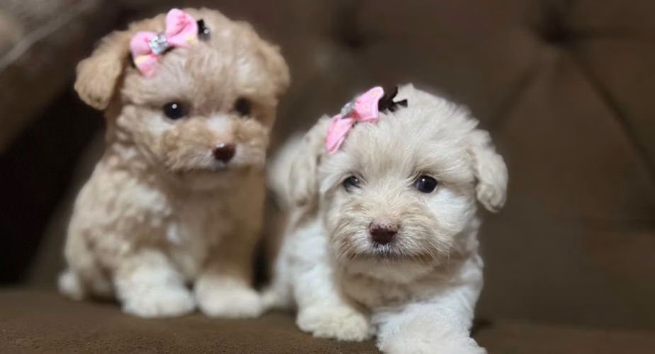 Bellas hembras maltipoo mini con su tarjeta