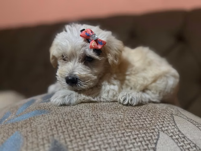 Hermosa hembra maltes poodle toy con su tarjeta