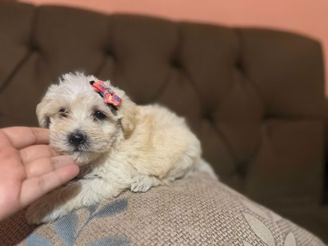 Hermosa hembra maltes poodle toy con su tarjeta