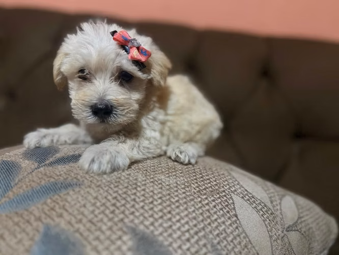 Hermosa hembra maltes poodle toy con su tarjeta