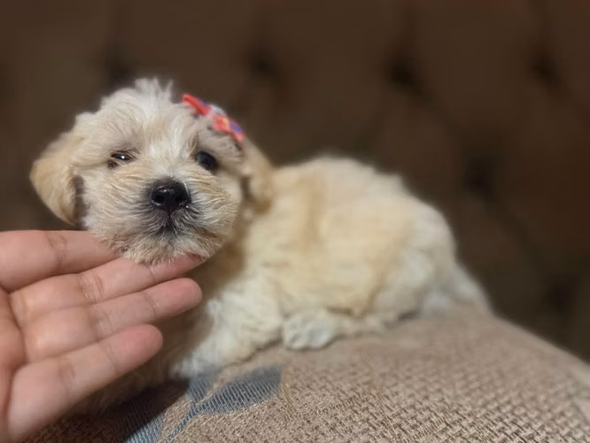 Hermosa hembra maltes poodle toy con su tarjeta