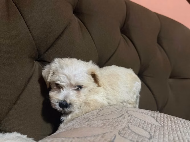 Negociable maltes poodle macho con su tarjeta