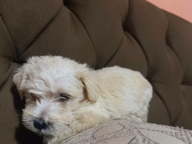 Negociable maltes poodle macho con su tarjeta