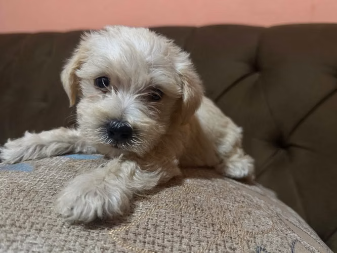 Negociable maltes poodle macho con su tarjeta