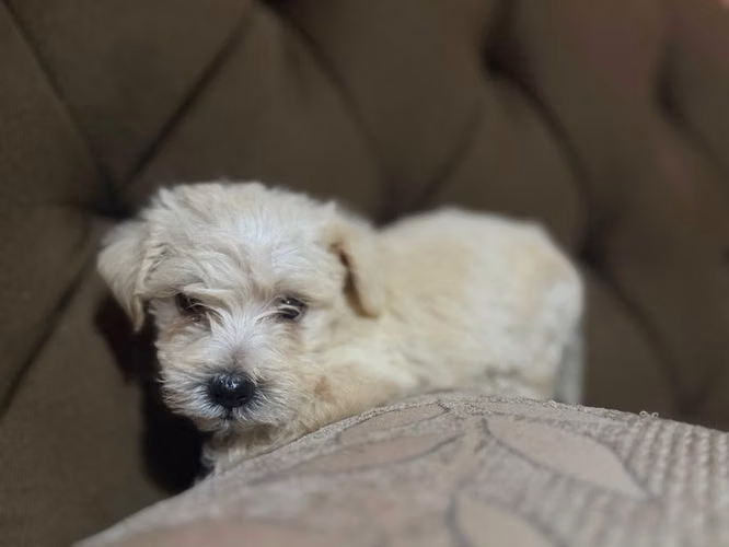 Negociable maltes poodle macho con su tarjeta