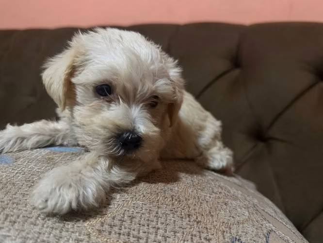 Negociable maltes poodle macho con su tarjeta