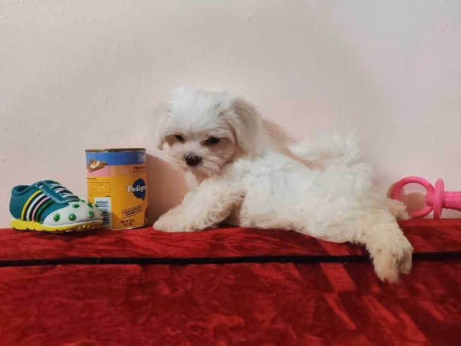Perrito maltes macho Puro - Imagen 3