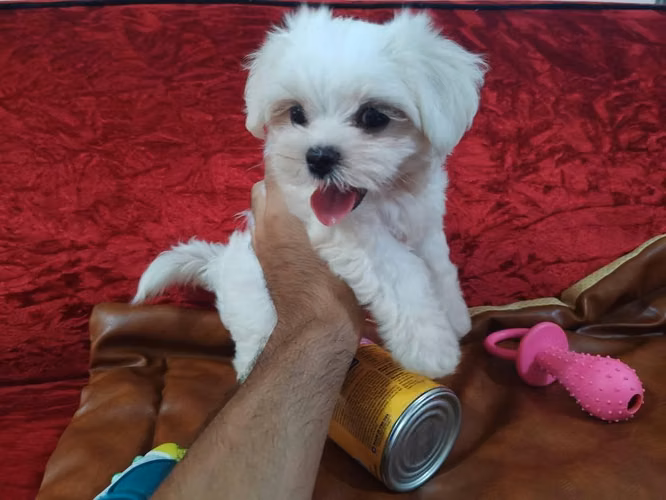 Perrito maltes macho Puro